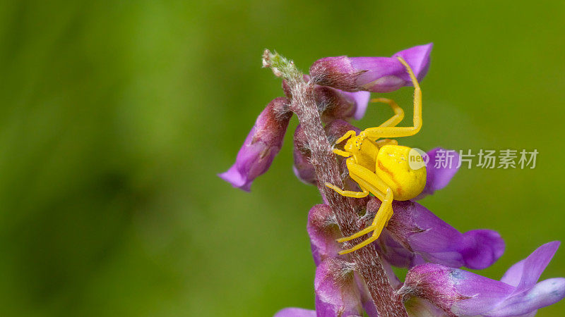 黄花蟹蜘蛛，(Misumena vatia)，蟹蜘蛛，变量thomise，三叶草花。